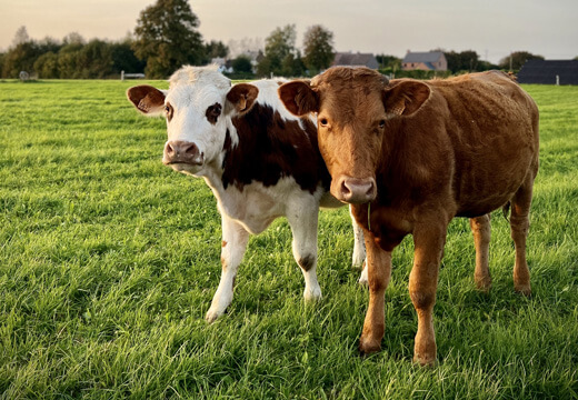 Zemědělství v Poodří