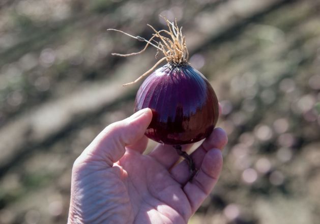 Bartošovická cibule