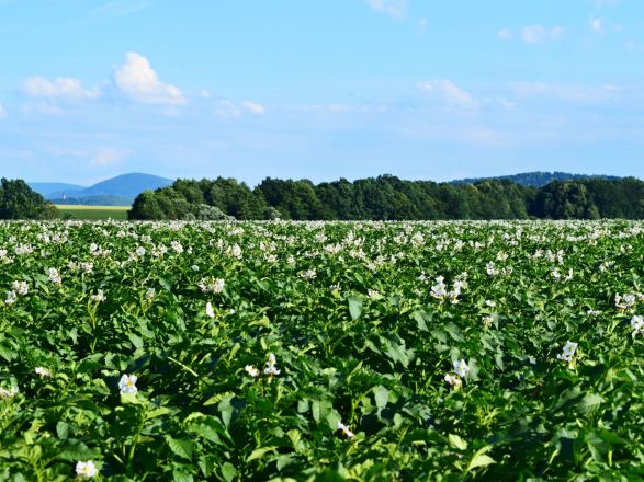 Bartošovické brambory